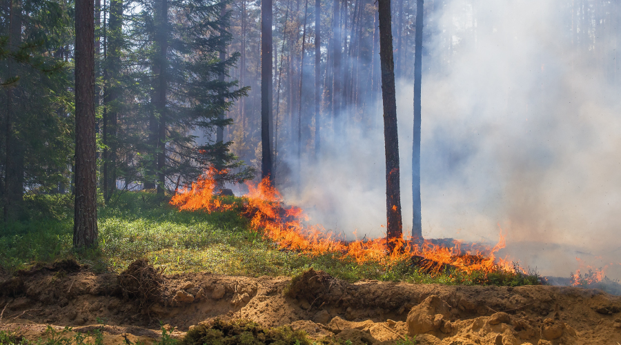 News Thumb - Forest Fires Prevention Solution